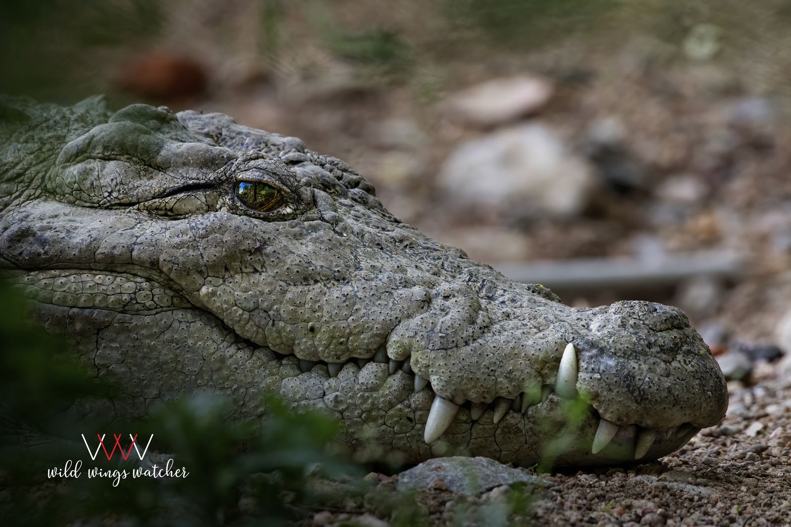 Mugger crocodile rest 001
